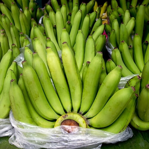 Fresh Cavendish bananas ready for export – Begs International Fruits import export company