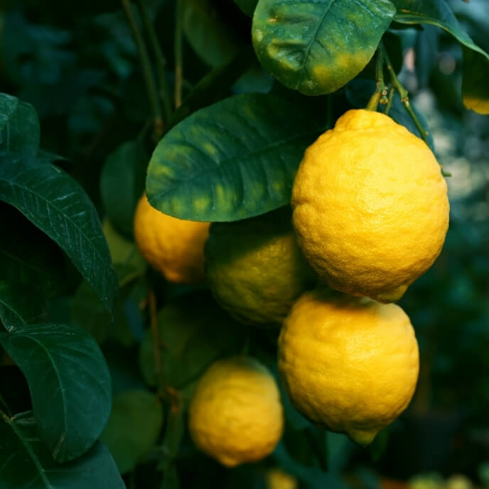 Fresh lemons ready for export – Begs International import export company