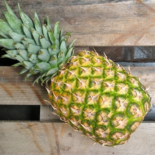 Fresh pineapples ready for export – Begs International import export company