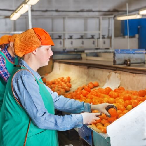 Quality sorting and grading process