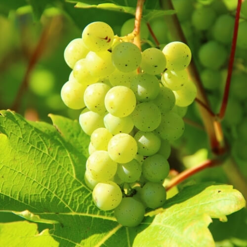 Fresh grapes ready for export – Begs International import export company