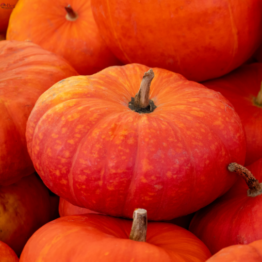red pumpkin beg's international