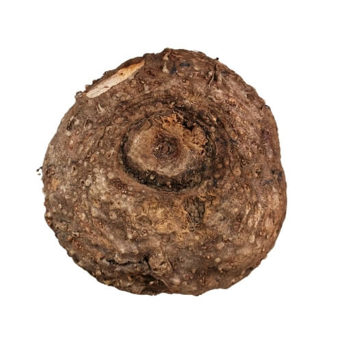 Fresh suran (elephant foot yam) ready for export – Begs International import export company